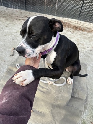 Baby Girl Luna photo