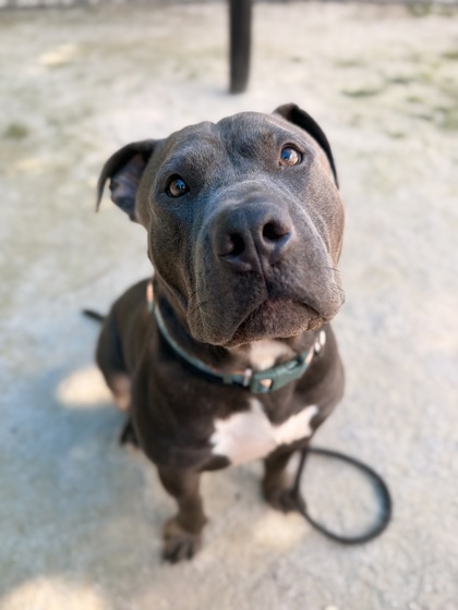 Chase photo