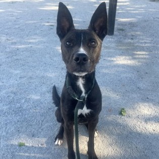Zeus photo