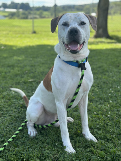 Louie photo