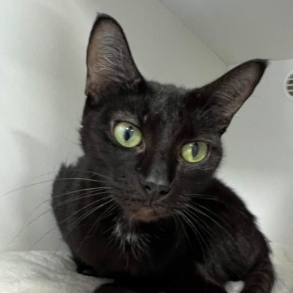 Blackie