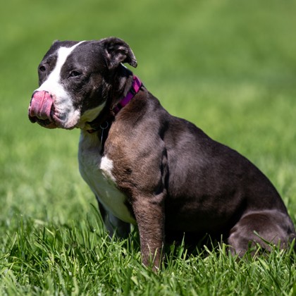 Bella Blue photo