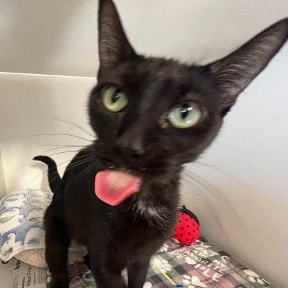 Blackie — foto 2
