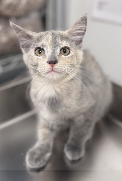 Cat Adoption Cleveland: Find Your Perfect Feline Friend Today