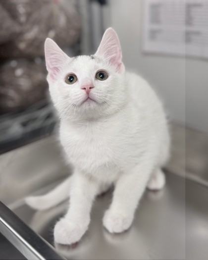 Cat Adoption Cleveland: Find Your Perfect Feline Friend Today