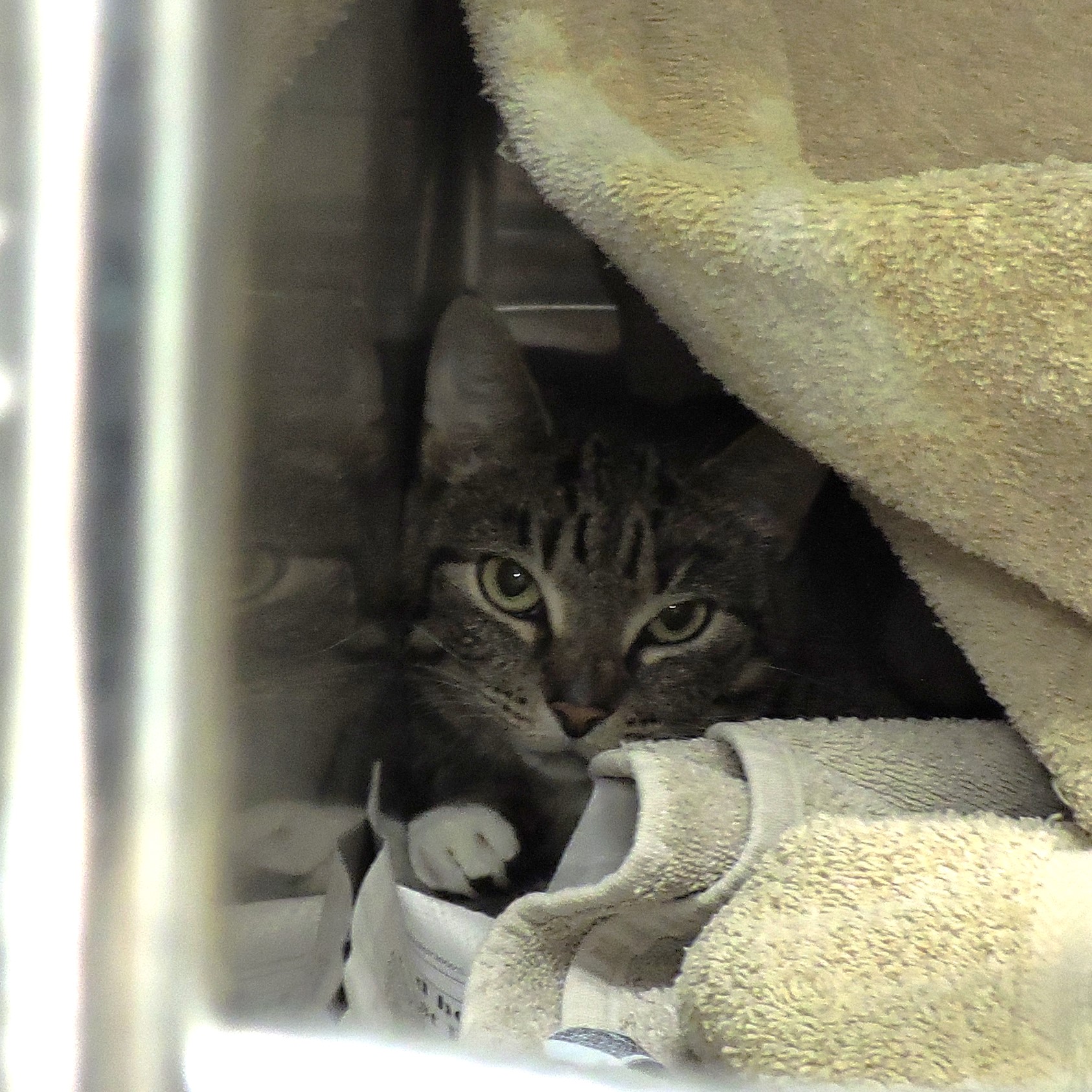 Dane County Humane Society Pickle Chip