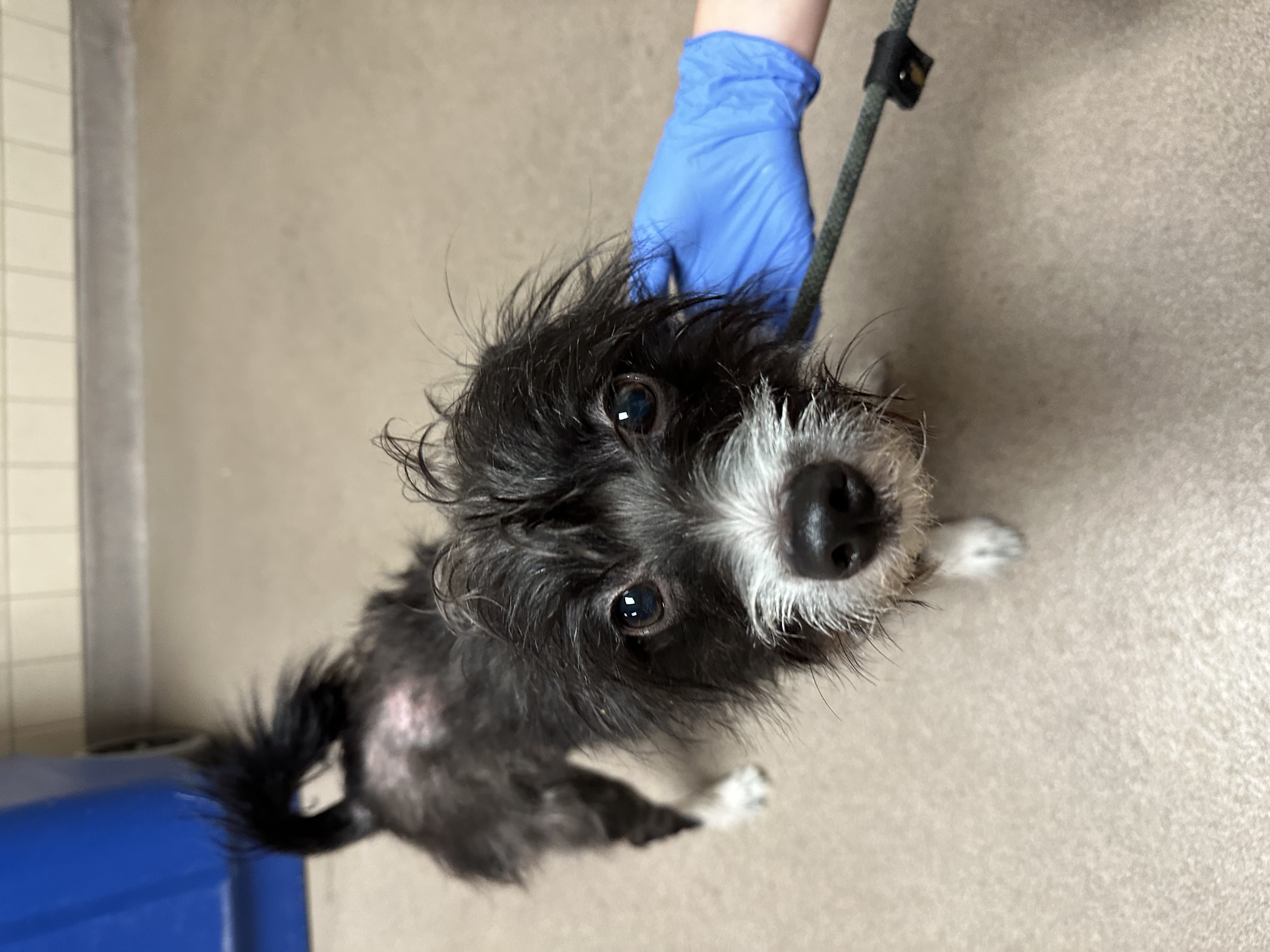 Dane County Humane Society 57112655