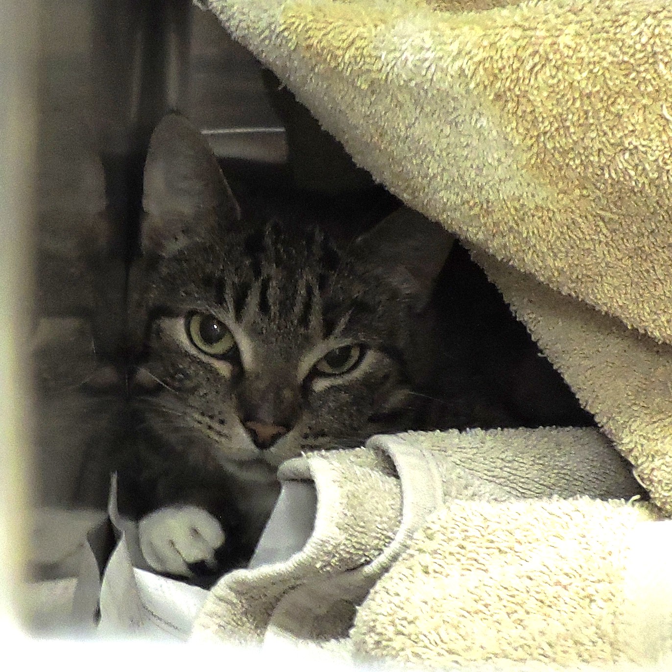 Dane County Humane Society Pickle Chip