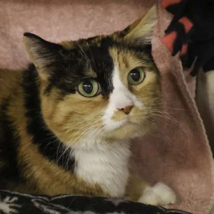 Dane County Humane Society | Bootsie