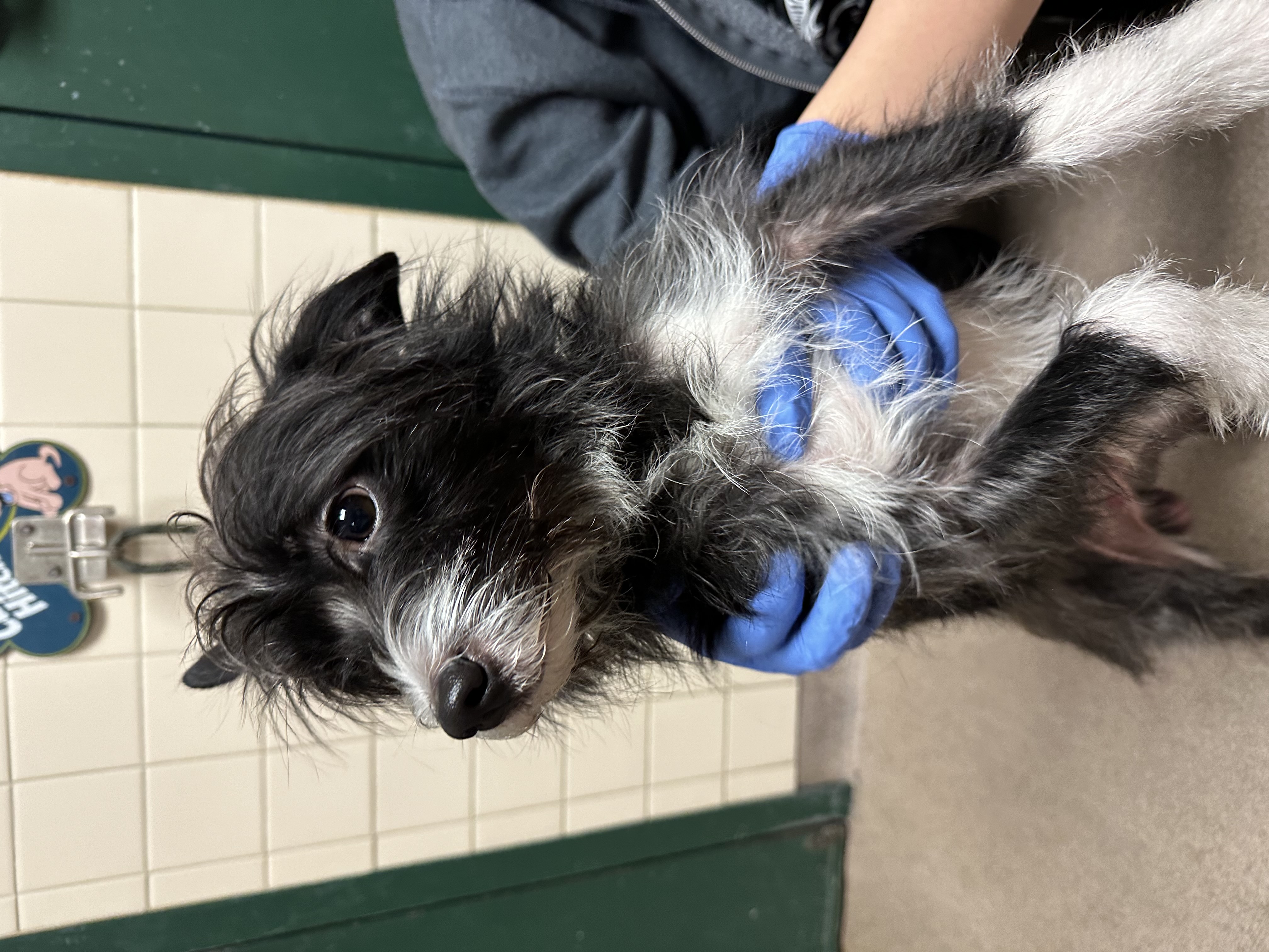 Dane County Humane Society 57112655