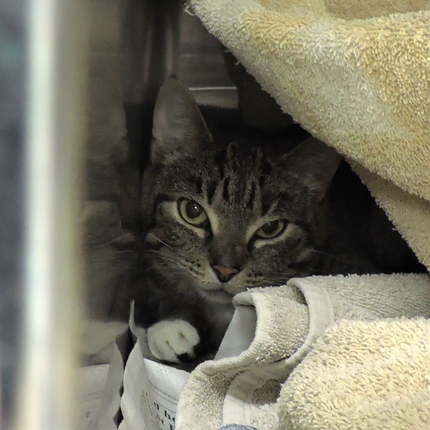 Dane County Humane Society Pickle Chip