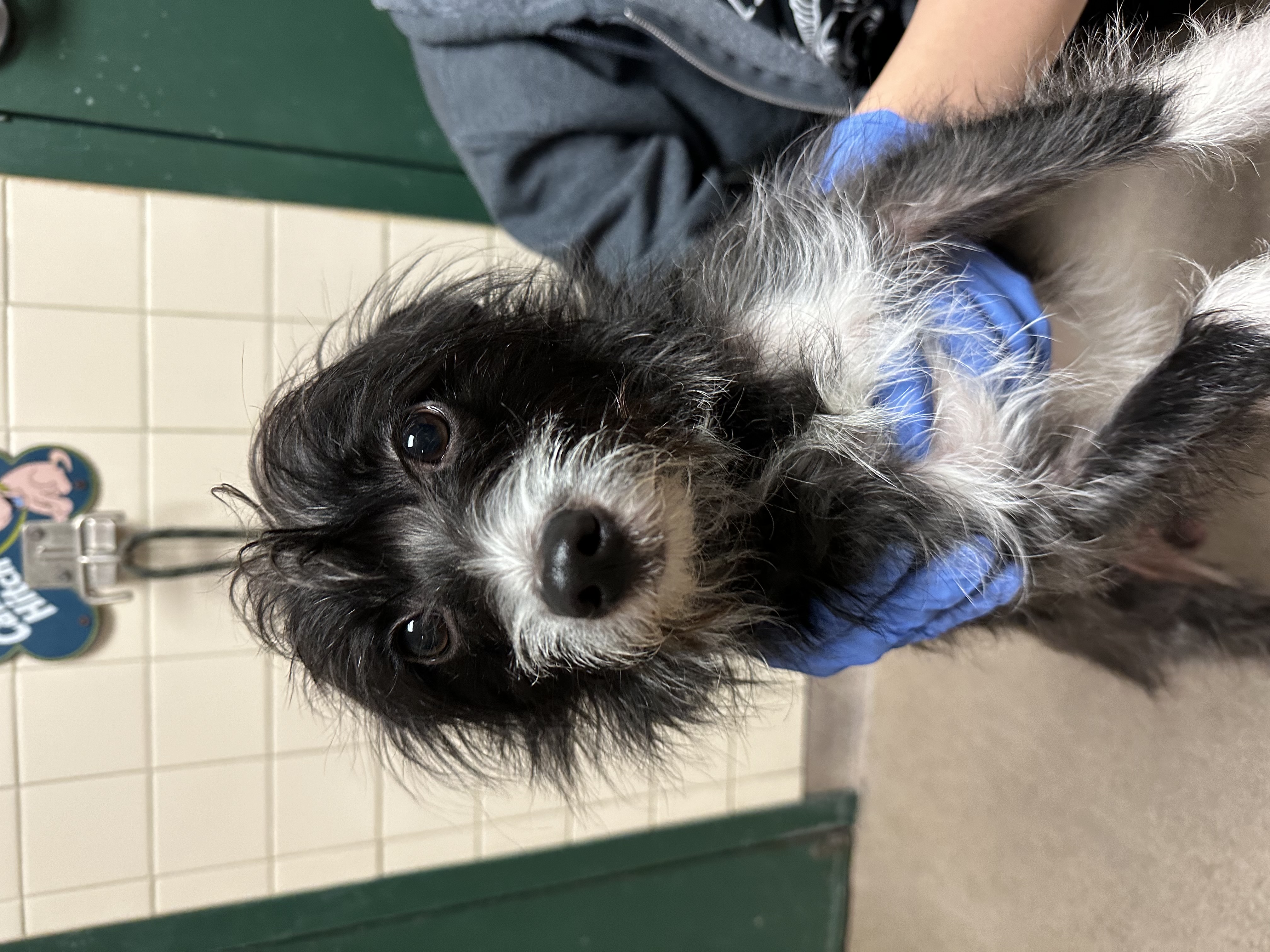 Dane County Humane Society 57112655