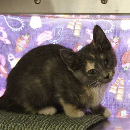 Dane County Humane Society | Miss Rosy