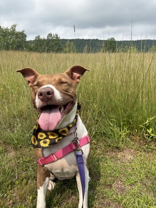 Harley