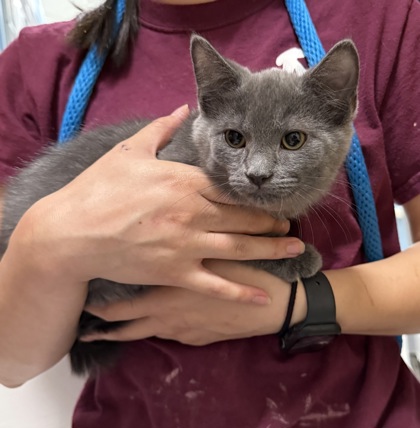 Blippi (spirit kitten)
