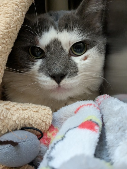 Patches (Spirit Cat)