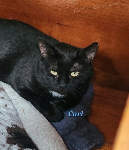 Carl (aka Salem)