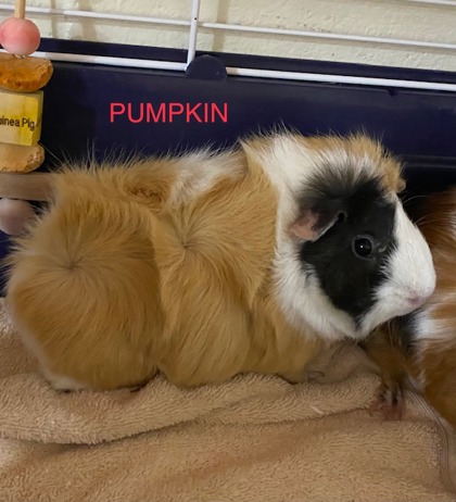 Pumpkin w/ Teddy&Muffin