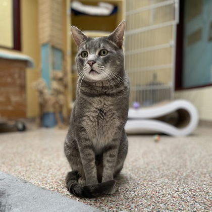 Wyatt w/ Virgil (Spirit Cats)