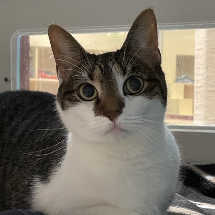 Zola