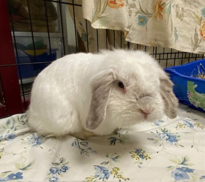 Snowball