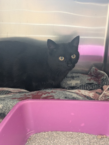 Sputnik (Spirit Cat)