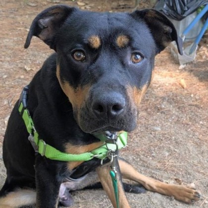 Roscoe