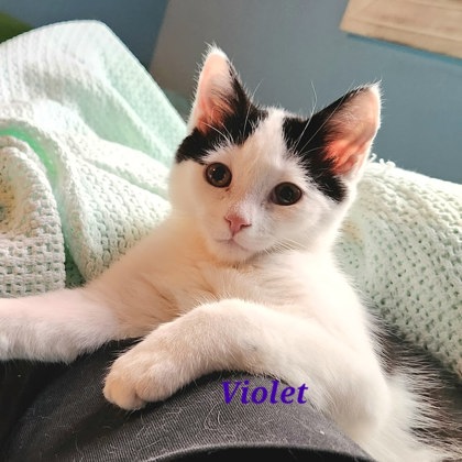 Violet