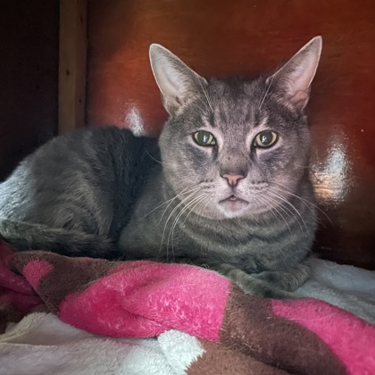 Wyatt w/ Virgil (Spirit Cats)