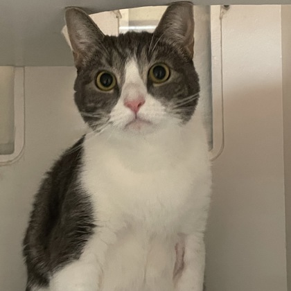 Nova