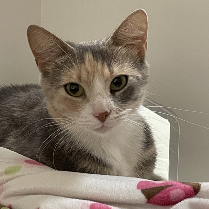 CleoCatra