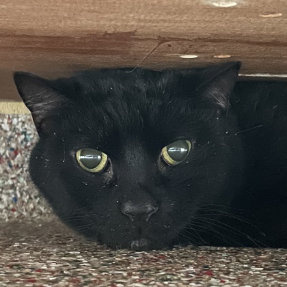 Charger w/ Hemi (Spirit Cats)