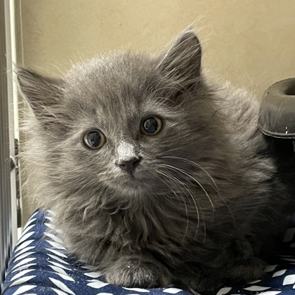 Scylla (Spirit Kitten)