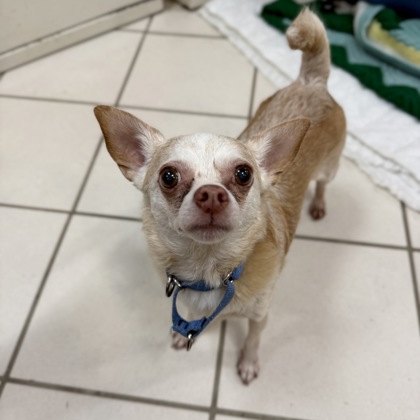 Chico