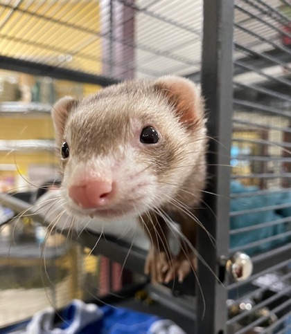 Rosie