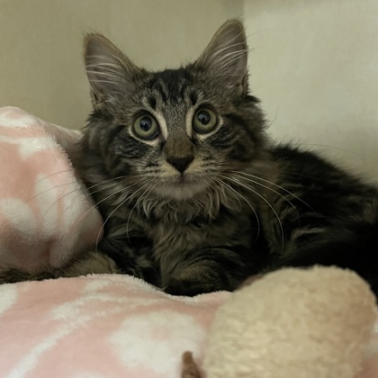 Opal (Spirit Kitten)