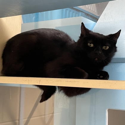 Sally (Spirit Cat)