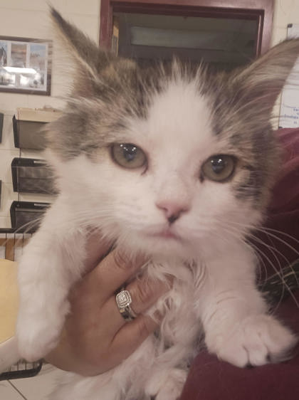 Sloth (aka Ruth Kitten 1)