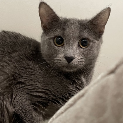 Teacup (Spirit Cat)