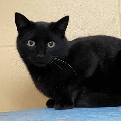 Sputnik (Spirit Cat)