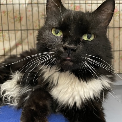 Angel aka Forsythia w/ Bella