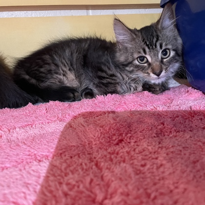 Cerberus (spirit kitten)