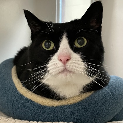 Mittens