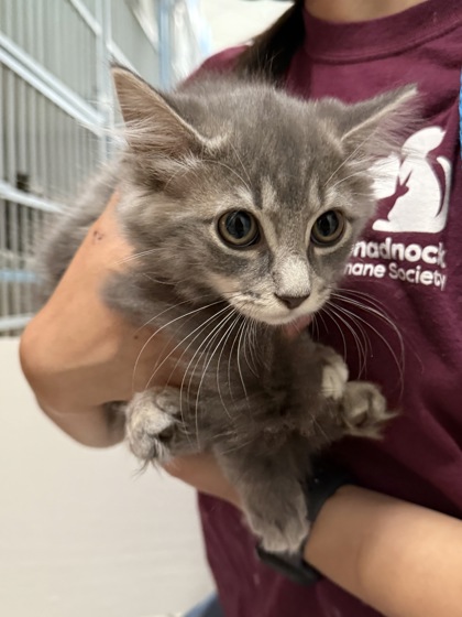 Meekah (spirit kitten)