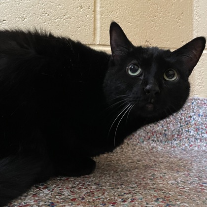 Hemi w/ Charger (Spirit Cats)