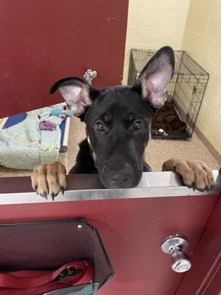 Scrappy (aka Scooby)