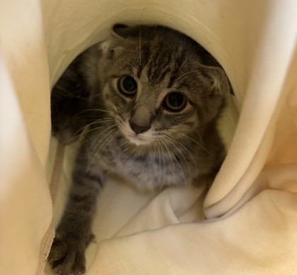 Astra (Barn Kitten)