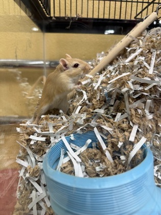 Sandy (with Princess and Star)