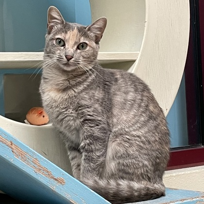 Daisy aka Astrid (Spirit Cat)