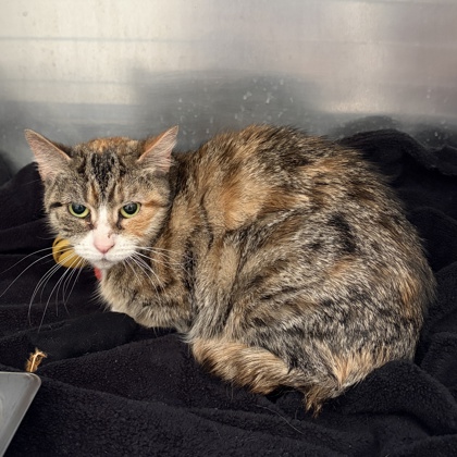 Rainbow (Spirit Cat)